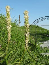 Асфоделина крымская 002